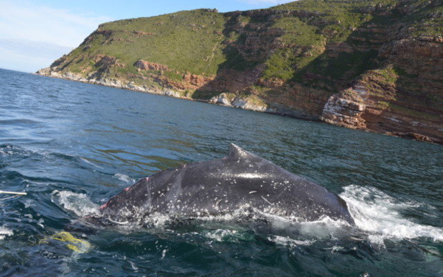 Picture Mike Meyer/SAWDN